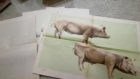 畜牧兽医教学图片：猪的品种（全套5幅 ）含说明书  品相如图