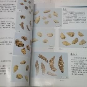 中国中药材真伪鉴别图典