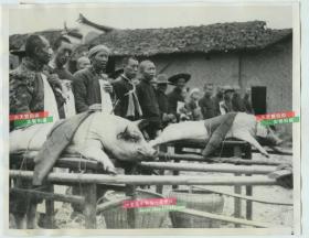民国1938年日军入侵江西九江，德安县万家岭一带的当地百姓，汉奸或迫于日军的淫威的百姓，向日本占领军进奉全猪
