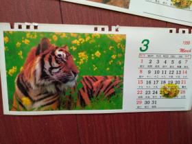 虎年鸿运台历七张十二月全，1998年，老虎照片，彩铜版，24.5x11cm