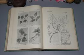 《东北木本植物图志》（16开 精装 厚册 -科学出版社）1955年一版一印 私藏品好◆ [大量精美插图 ]