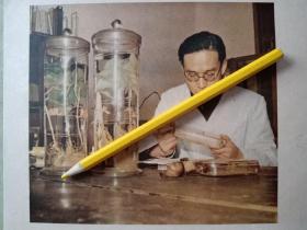 50年代彩色图片。我科学院长春综合研究所农业化学研究室工作人员试验大豆根瘤菌。
