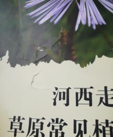 河西走廊草原常见植物图集