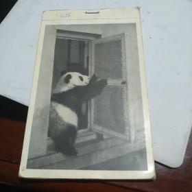 50年代外文出版社出版：大熊猫早期册式明信片11枚【吴宝基摄影】