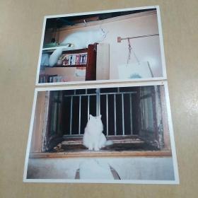 窗（猫咪美照两张合售，尺寸：12.6x8.6）