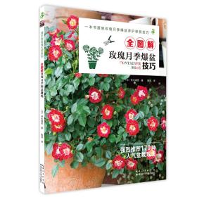月季花种植技术书籍 全图解玫瑰月季爆盆技巧