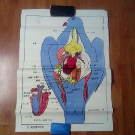 中学动物教学挂图一家鸽的内脏。2开