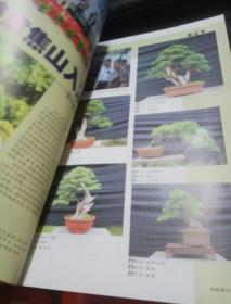 花木盆景  盆景赏石  2015年  11月号