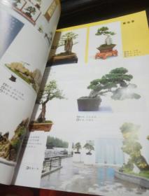 花木盆景  盆景赏石  2015年  11月号