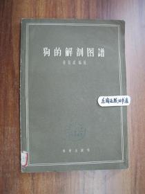 6V 狗的解剖图谱 （缺封底，内页完整自然旧）