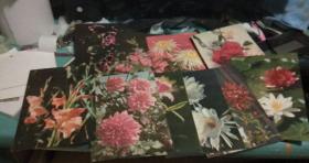 50年代 菊花 月季花  明信片10张