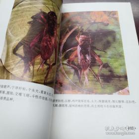 中国宁津蟋蟀志