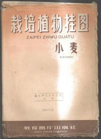 58年精美绘画版栽培植物挂图---小麦--一套2张 附说明书--2开3600套