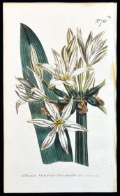 稀有精美图谱-1804年英国柯蒂斯植物铜版画718号－海水仙，手工上色