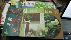 植物杂志1980年(第1-6期全年6期)合售