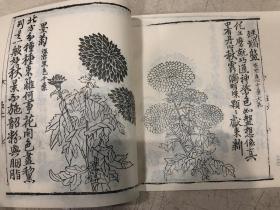 《高松菊谱 翎毛谱》12开190页，1996年中国书店初版，