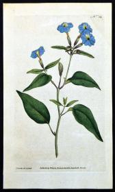 稀有1787年英国精美图谱-柯蒂斯植物铜版画34号-蓝英花，手工布纹纸，人工上色