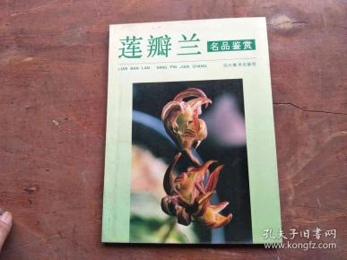 莲瓣兰名品鉴赏