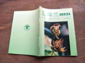 莲瓣兰名品鉴赏