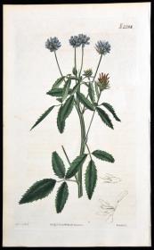 稀有1822年精美英国铜版画-柯蒂斯植物2283号-车轴草，手工上色