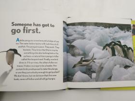 Flipping Brilliant: A Penguin's Guide to a Happy Life