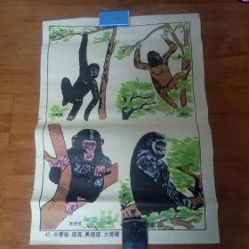 中学动物教学挂图一长臂猿/大猩猩。
。2开