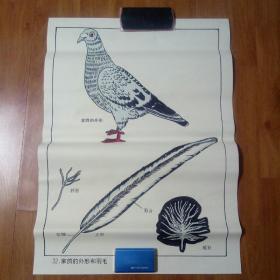 中学动物教学挂图一家鸽的外形和羽毛。
。2开
