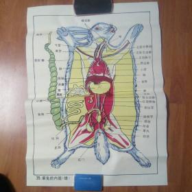 中学动物教学挂图一家兔的内脏/家兔的神经系统示意图/家兔的循环系统示意图/三张共售。
。2开