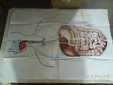 教学挂图--消化系统（1开）