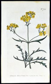 稀有精美图谱-1804年英国柯蒂斯植物铜版画713号－葶苈 ，手工上色