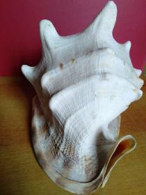 大海螺1个【24cmx22cmx20cm】
