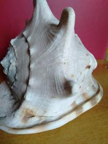 大海螺1个【24cmx22cmx20cm】