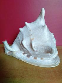 大海螺1个【24cmx22cmx20cm】