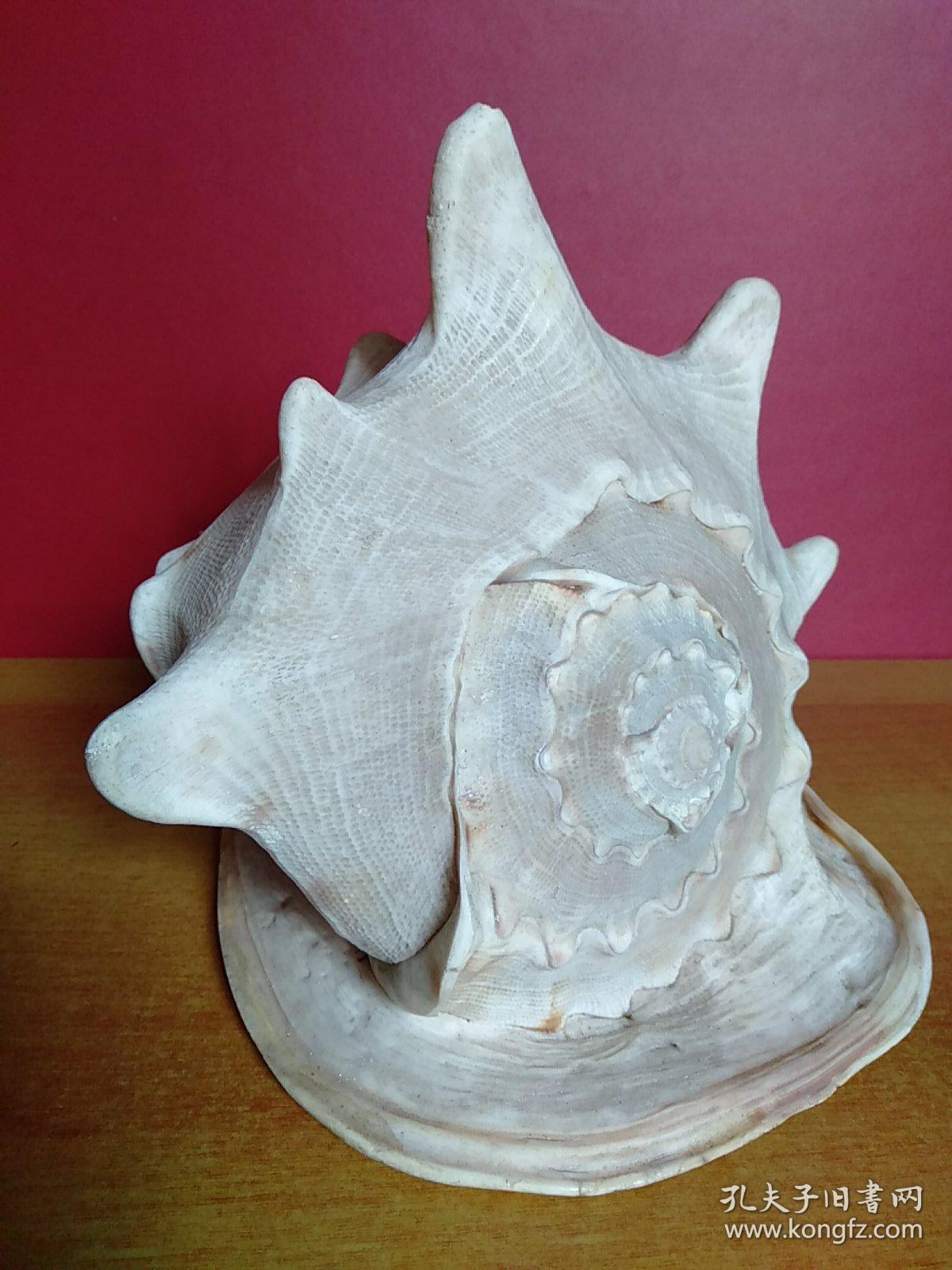 大海螺1个【24cmx22cmx20cm】