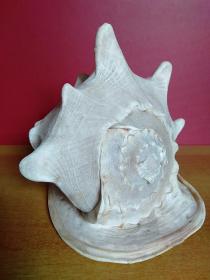 大海螺1个【24cmx22cmx20cm】