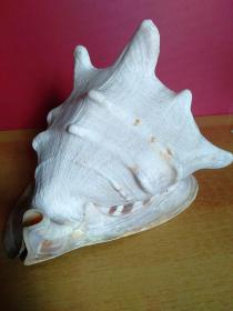 大海螺1个【24cmx22cmx20cm】