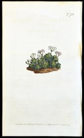 稀有精美图谱-1804年英国柯蒂斯植物铜版画713号－whitlow grass，手工上色
