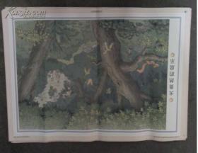 老挂图 教学挂图《大自然的启示》人教版语文四年级下册