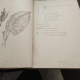 康德9年即1942年版：满洲野生食用植物图说（共有259幅图）