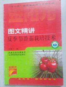 图文精讲反季节番茄栽培技术