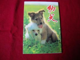 名信片:幼犬10张