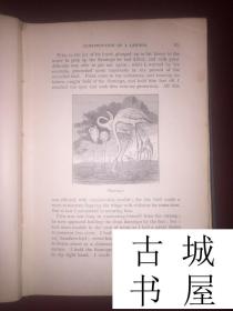 古籍《鲁宾逊瑞士家庭 》精美版画插图，约1898年出版，精装