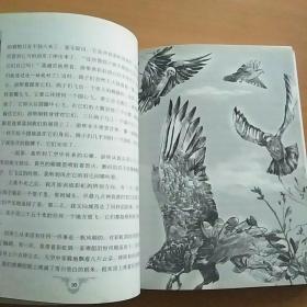 彩虹鸽