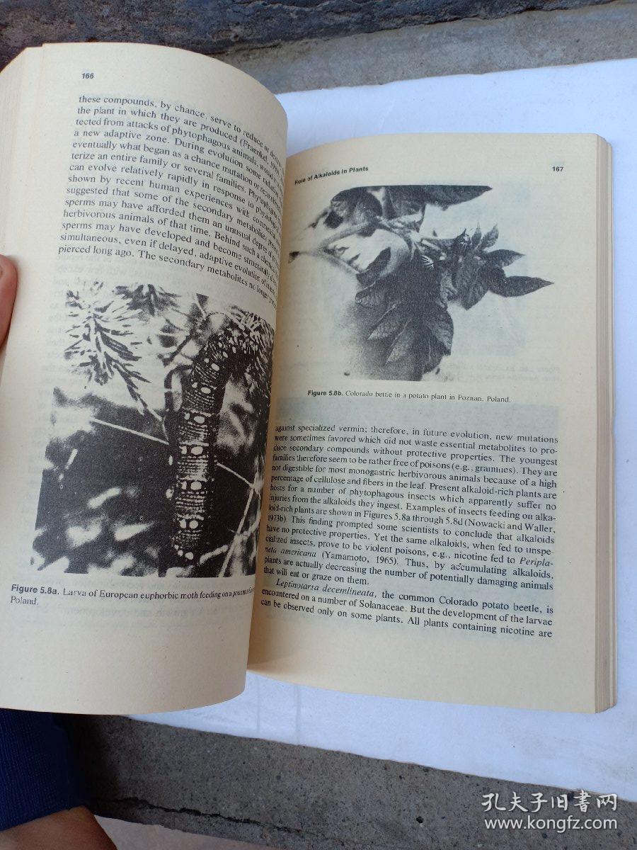生物碱生物学及其在植物中的代谢。英文版