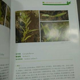 内蒙古植物资源分类彩色图谱（三）