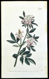 稀有精美图谱-1804年英国柯蒂斯植物铜版画742号－木蓝 ，手工上色