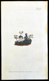 稀有精美图谱-1804年英国柯蒂斯植物铜版画741号－细半边莲 ，手工上色