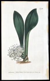 稀有精美图谱-1804年英国柯蒂斯植物铜版画736号－镜属花，手工上色