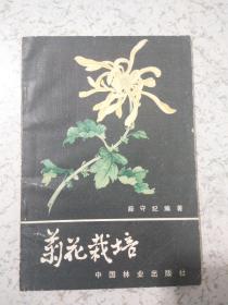 菊花栽培