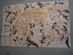 现货  national geographic 美国国家地理地图 2004年4月东西半球的鸟类迁徙Bird Migration in the Eastern/Western Hemispheres